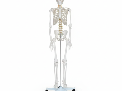 HUMAN SKELETON 180CM FOAM PACKING CHINA XC101 IN PAKISTAN
