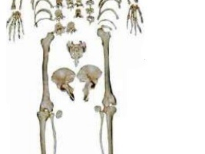 XC-130_Disarticulated_Human_Skeleton__Bilateral_
