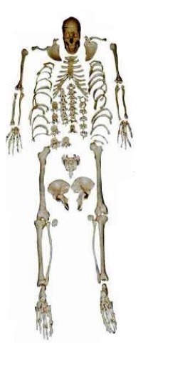 XC-130_Disarticulated_Human_Skeleton__Bilateral_